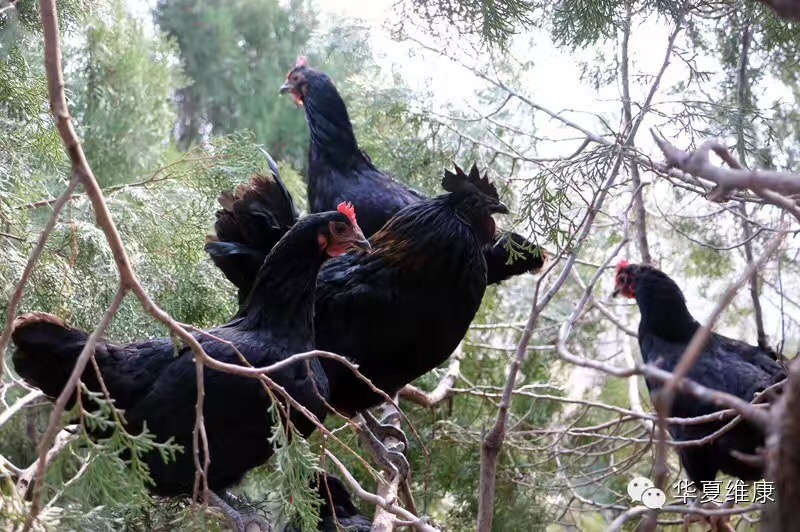 肉鸡行情鸡病转业网