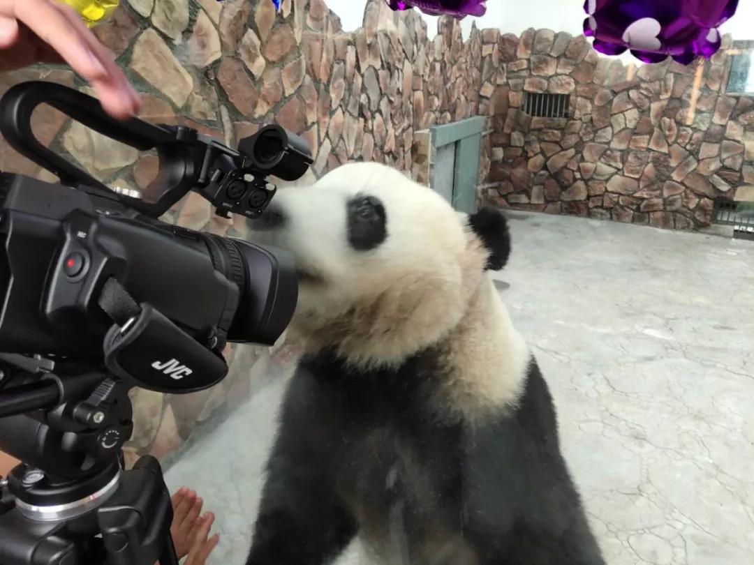 小红书分享熊猫视频最新精彩看点，熊猫视频更新速递🐼📽️